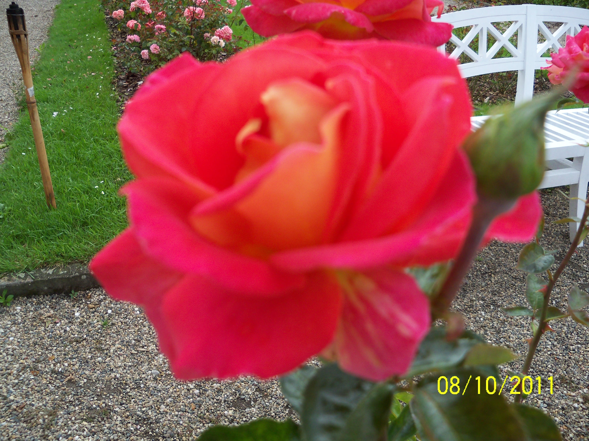 Róża - na świętego Walentego